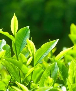 Fast Growing Trees Full Landscape Kits For Any Climate Barista Kit