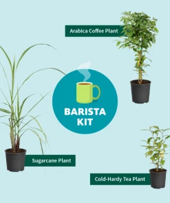 Fast Growing Trees Sugar Cane