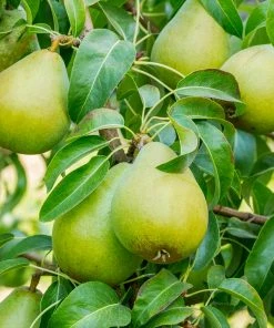 Fast Growing Trees Pear Trees 3-in-1 Pear Surprise Tree