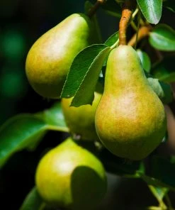 Fast Growing Trees Bartlett Pear Tree Pear Trees