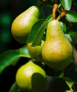 Fast Growing Trees Bartlett Pear Tree