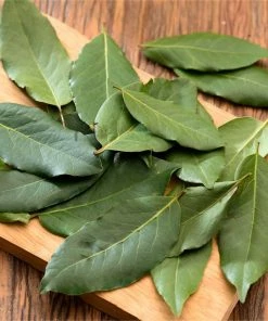 Fast Growing Trees Laurel Shrubs Bay Laurel