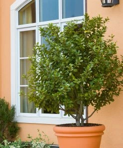 Fast Growing Trees Laurel Shrubs Bay Laurel