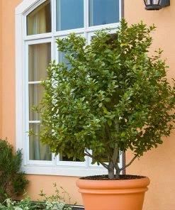 Fast Growing Trees Laurel Shrubs Bay Laurel