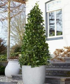 Fast Growing Trees Bay Laurel Tree
