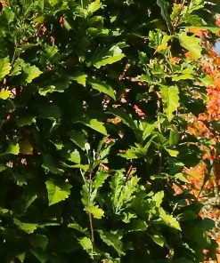 Fast Growing Trees Beacon Swamp White Oak Tree