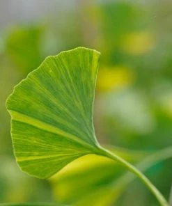 Fast Growing Trees Beijing Gold Ginkgo Tree 9 Fast Growing Trees Beijing Gold Ginkgo Tree