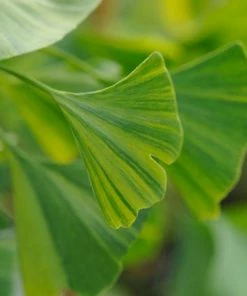 Fast Growing Trees Beijing Gold Ginkgo Tree 11 Fast Growing Trees Beijing Gold Ginkgo Tree
