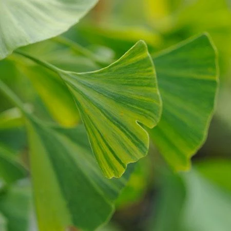 Fast Growing Trees Beijing Gold Ginkgo Tree 7 Fast Growing Trees Beijing Gold Ginkgo Tree