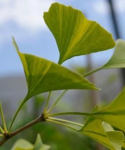 Fast Growing Trees Beijing Gold Ginkgo Tree 10 Fast Growing Trees Beijing Gold Ginkgo Tree