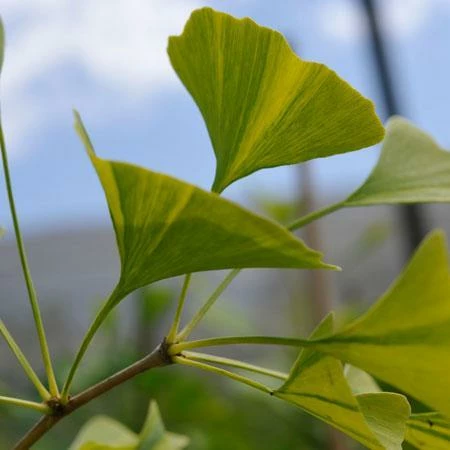 Fast Growing Trees Beijing Gold Ginkgo Tree 6 Fast Growing Trees Beijing Gold Ginkgo Tree