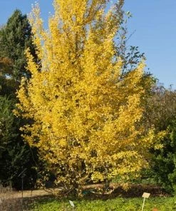 Fast Growing Trees Beijing Gold Ginkgo Tree