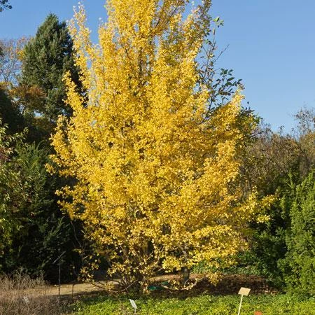 Fast Growing Trees Beijing Gold Ginkgo Tree 4 Fast Growing Trees Beijing Gold Ginkgo Tree