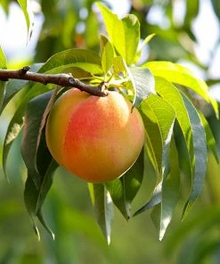 Fast Growing Trees Belle Of Georgia Peach Tree (USDA Organic)