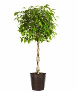 Fast Growing Trees Air Purifying House Plants Braided Benjamina Ficus Tree