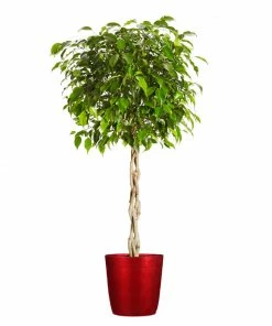 Fast Growing Trees Air Purifying House Plants Braided Benjamina Ficus Tree