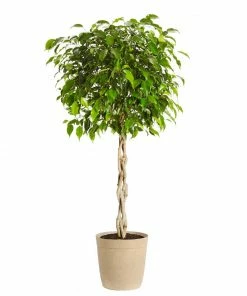 Fast Growing Trees Air Purifying House Plants Braided Benjamina Ficus Tree