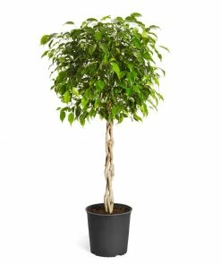 Fast Growing Trees Air Purifying House Plants Braided Benjamina Ficus Tree