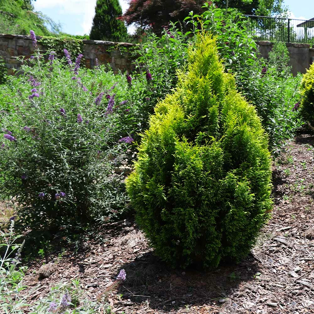 Fast Growing Trees Berckman's Gold Arborvitae Arborvitae Trees 6 Fast Growing Trees Berckman's Gold Arborvitae Arborvitae Trees