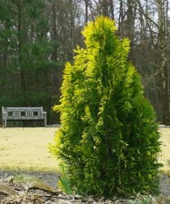 Fast Growing Trees Berckman's Gold Arborvitae Arborvitae Trees