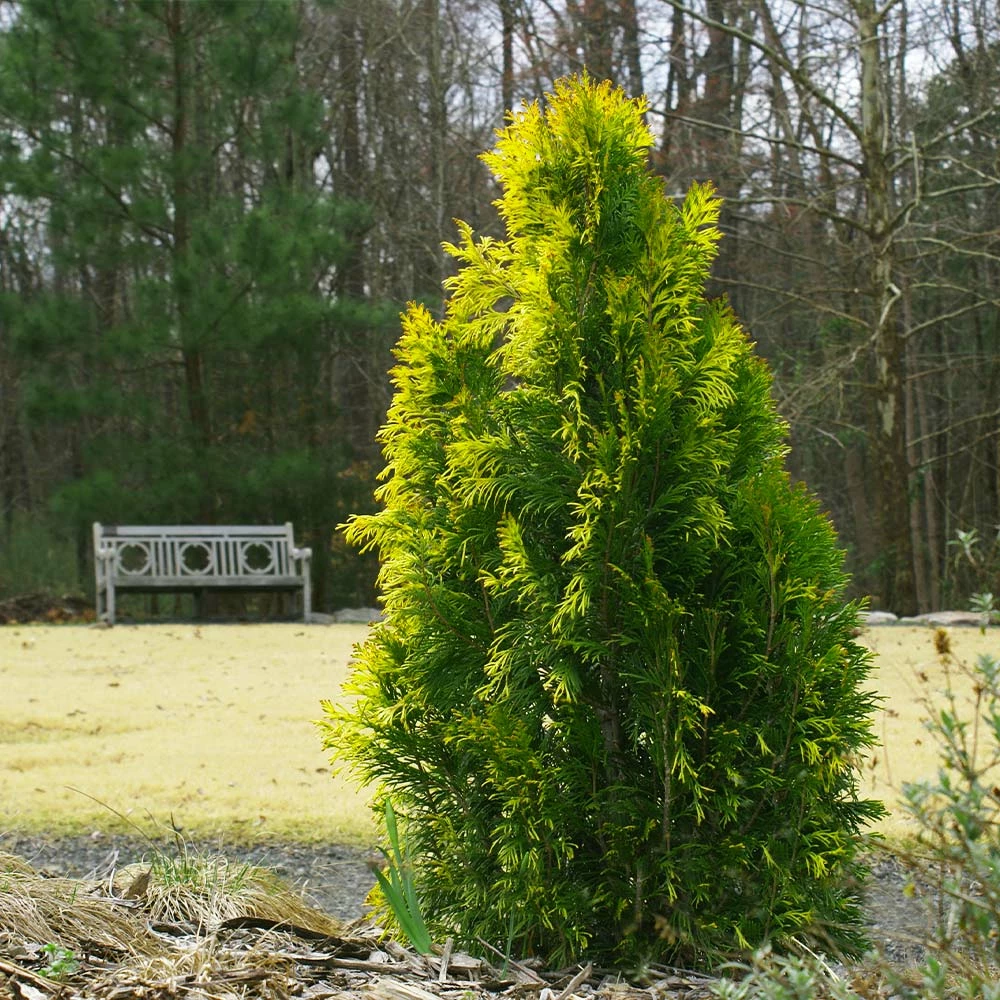 Fast Growing Trees Berckman's Gold Arborvitae Arborvitae Trees 4 Fast Growing Trees Berckman's Gold Arborvitae Arborvitae Trees