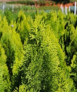 Fast Growing Trees Berckman's Gold Arborvitae Arborvitae Trees 11 Fast Growing Trees Berckman's Gold Arborvitae Arborvitae Trees