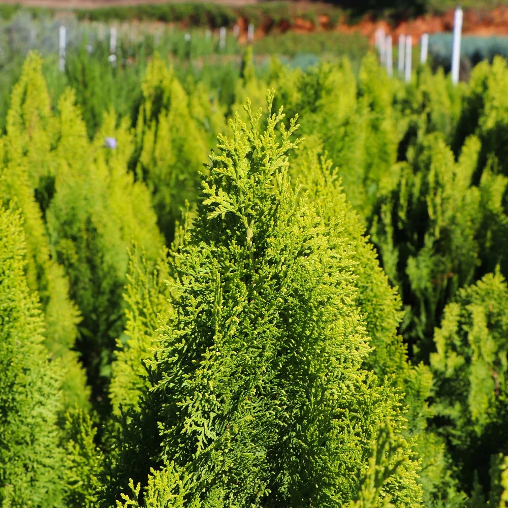 Fast Growing Trees Berckman's Gold Arborvitae Arborvitae Trees 7 Fast Growing Trees Berckman's Gold Arborvitae Arborvitae Trees