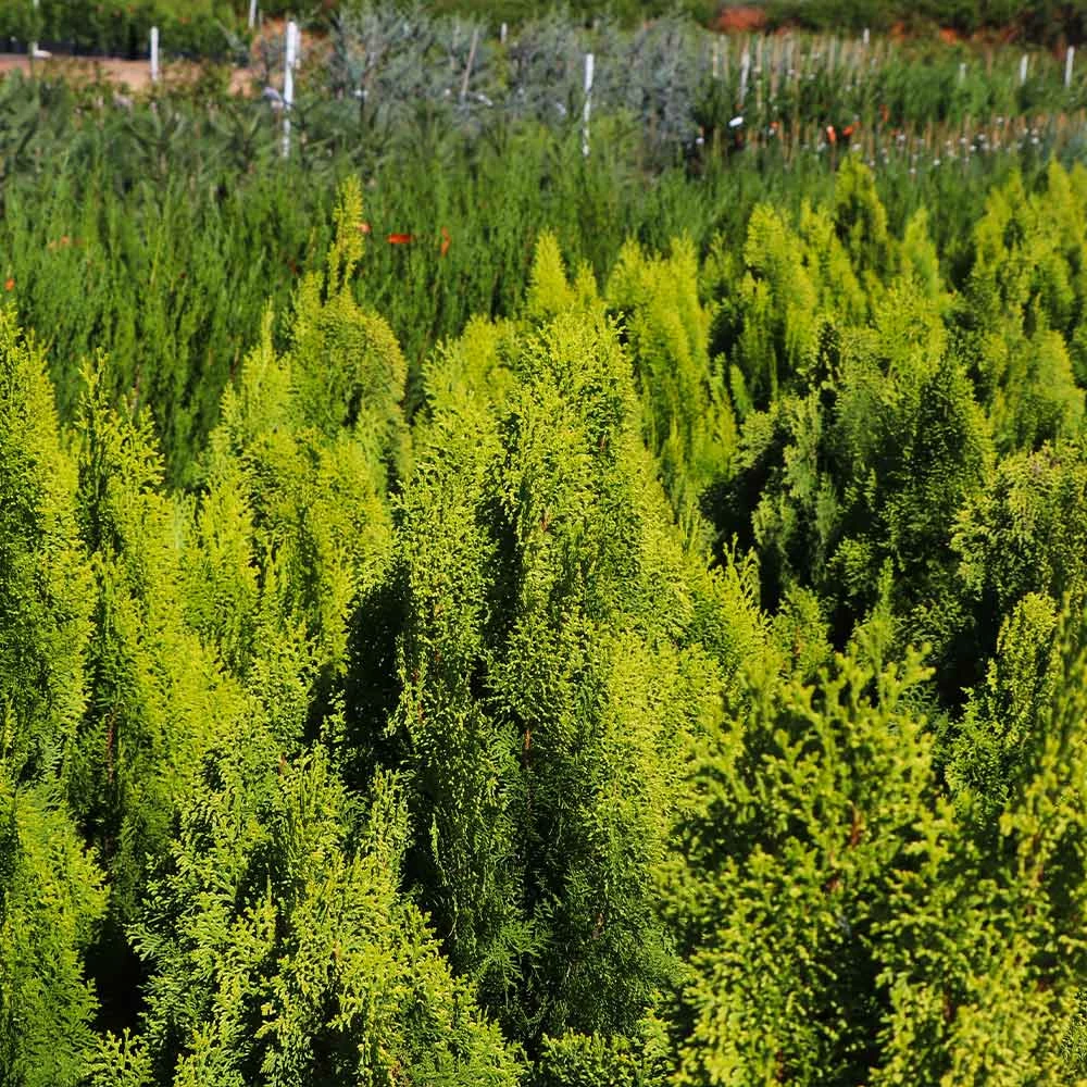 Fast Growing Trees Berckman's Gold Arborvitae Arborvitae Trees 5 Fast Growing Trees Berckman's Gold Arborvitae Arborvitae Trees