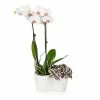 Fast Growing Trees Gift Plants White Orchid And Zebrina Plant
