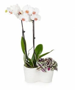 Fast Growing Trees Gift Plants White Orchid And Zebrina Plant