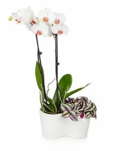 Fast Growing Trees Orchid Plant In White Pot