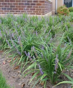 Fast Growing Trees Shade Lovers Big Blue Liriope Plant