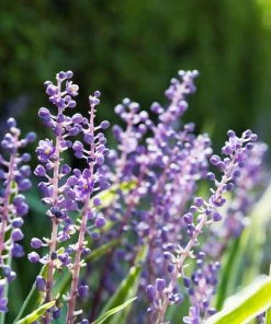 Fast Growing Trees Shade Lovers Big Blue Liriope Plant