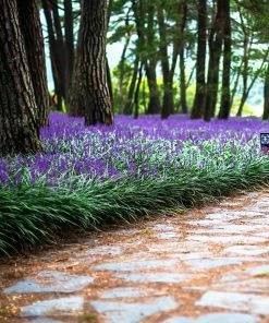 Fast Growing Trees Shade Lovers Big Blue Liriope Plant