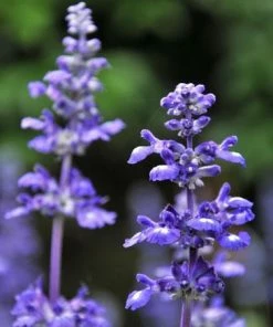 Fast Growing Trees Big Time Blue Lavender