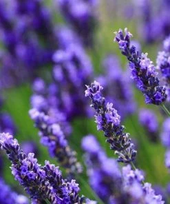 Fast Growing Trees Big Time Blue Lavender