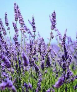 Fast Growing Trees Big Time Blue Lavender