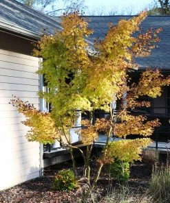 Fast Growing Trees Japanese Maples Bihou Japanese Maple Tree