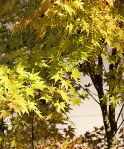 Fast Growing Trees Japanese Maples Bihou Japanese Maple Tree