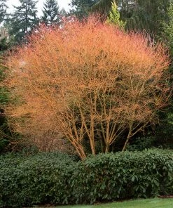 Fast Growing Trees Japanese Maples Bihou Japanese Maple Tree