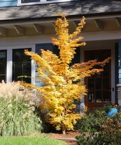 Fast Growing Trees Japanese Maples Bihou Japanese Maple Tree