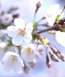Fast Growing Trees Bing Cherry Tree Cherry Trees