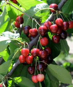 Fast Growing Trees Bing Cherry Tree Cherry Trees