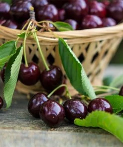 Fast Growing Trees Bing Cherry Tree Cherry Trees