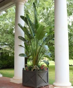 Fast Growing Trees Bird Of Paradise - Orange 10 Fast Growing Trees Bird Of Paradise - Orange