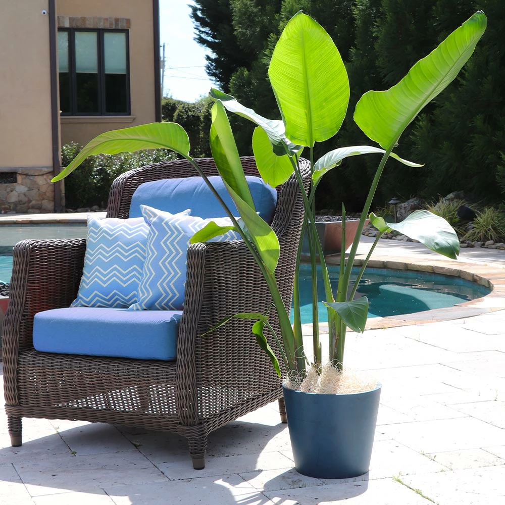 Fast Growing Trees Bird Of Paradise - Orange 8 Fast Growing Trees Bird Of Paradise - Orange