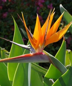 Fast Growing Trees Bird Of Paradise - Orange 12 Fast Growing Trees Bird Of Paradise - Orange