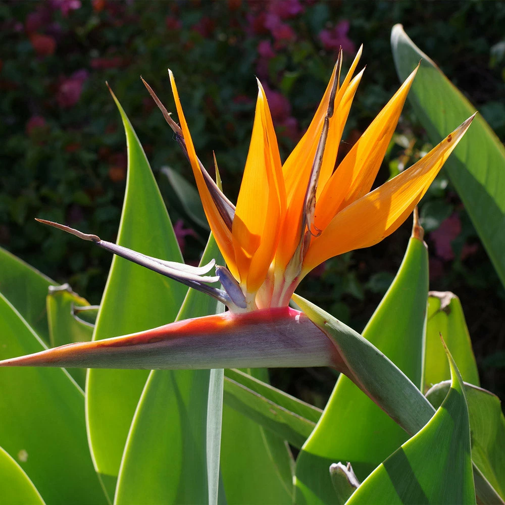Fast Growing Trees Bird Of Paradise - Orange 7 Fast Growing Trees Bird Of Paradise - Orange