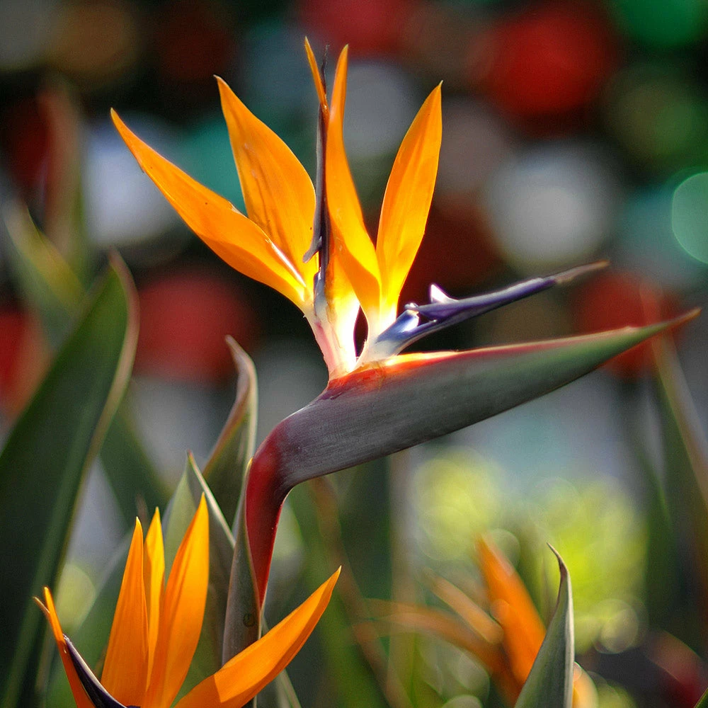 Fast Growing Trees Bird Of Paradise - Orange 4 Fast Growing Trees Bird Of Paradise - Orange