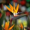 Fast Growing Trees Bird Of Paradise - Orange